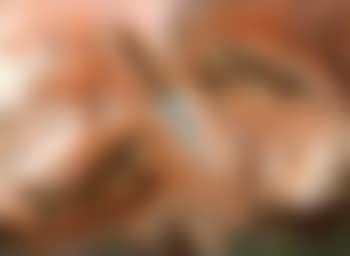 Pesce in due parti (preview)