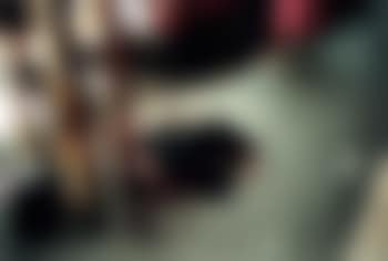 Skin and entrails. Carcasses (preview)