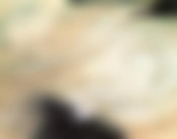 Seabirds, St. Ives II (preview)