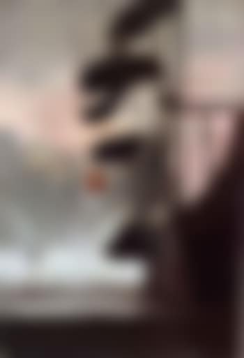 Pines in a park (preview)