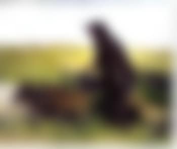 Bergere (preview)