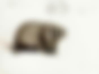 Badger. Ibex. Snow leopard (preview)