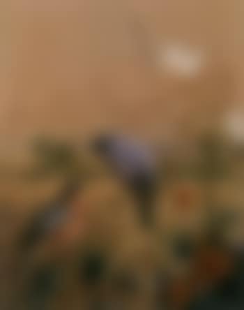 Male and female bullfinch in a cornfield (preview)