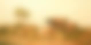 Sheep and cattle in a rural landscape (preview)