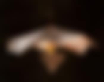 Untitled - light fixture (preview)