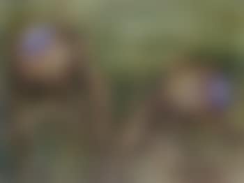 Artischockenbluten - artichoke flowers (preview)