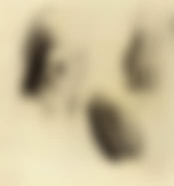 Kopf-und handestudien - study of head and hands (preview)