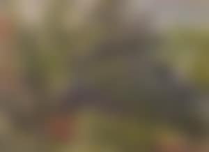Landscape with conifer tree (preview)