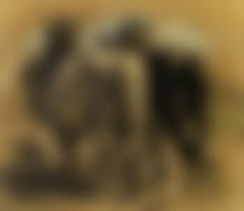Chevaux, vus de dos (preview)