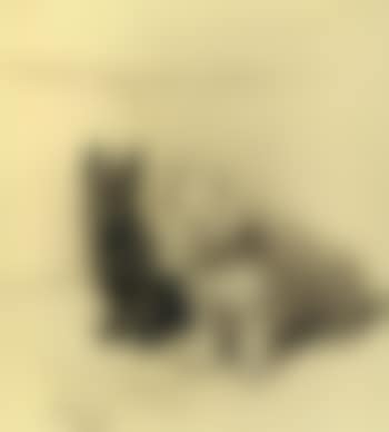 Sleeping westie. Two terriers (preview)
