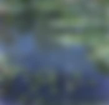 Nympheas (preview)