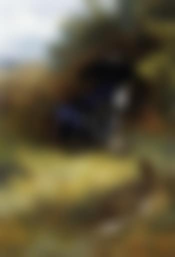On the edge of the moor, blackcock displaying (preview)