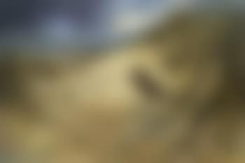 Woodcock in the dune (preview)