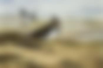 Lapwing or peewit (preview)