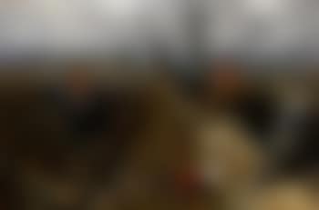 Duke of Rutland's hounds (preview)