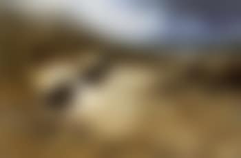 Woodcock resting in the marrams (preview)
