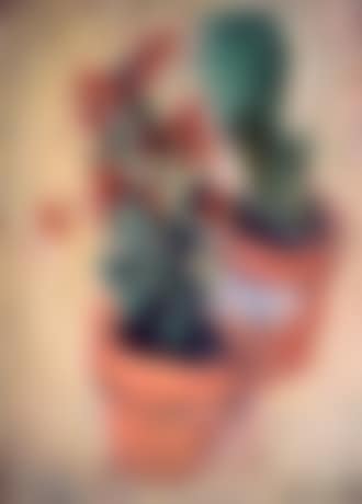Fleurs et cactus (preview)