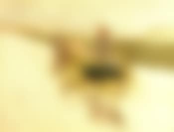 Partie de campagne (preview)