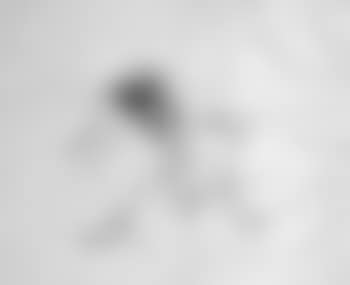 Fille Phallus (preview)