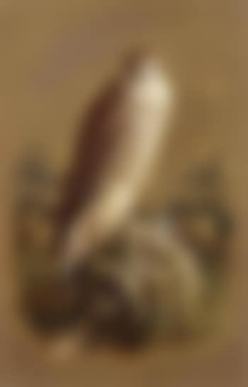 Sparrow hawk (preview)