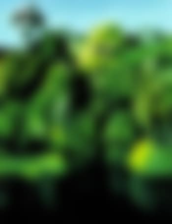 Brooklyn Park, Taranaki (preview)