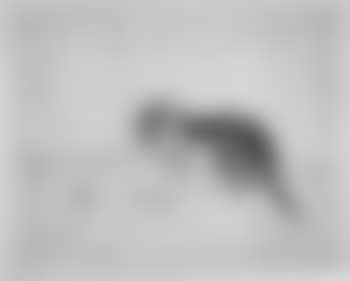 Chaton avec une balle (preview)