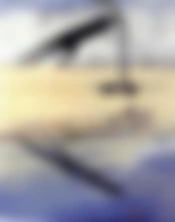 Beast and river reflection (preview)