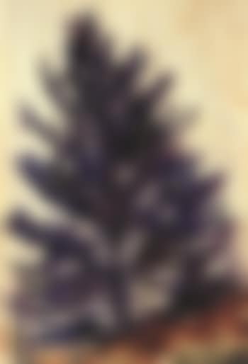 Pine tree (preview)