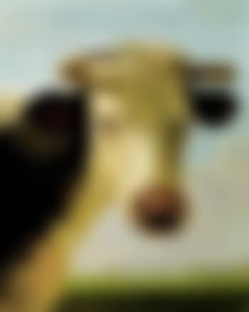 Head of a bull with a view over an extensive landscape (preview)