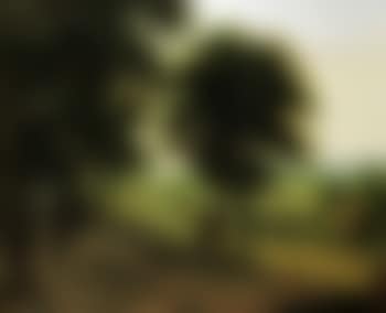 Extensive wooded landscape with houses (preview)