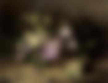 Still life with flowers on a forest floor (preview)