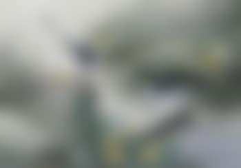 Hesitation - pied wagtails (preview)