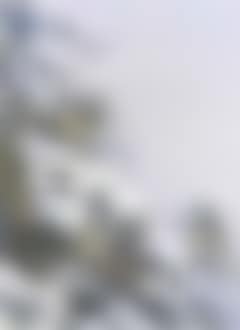 Coal tits (preview)