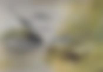 Grey wagtails (preview)