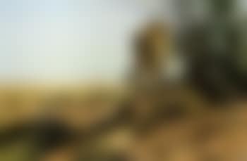 Cheetah (preview)