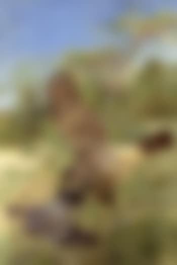 Goshawk and collar-dove (preview)