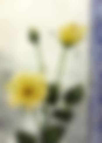 Yellow roses (preview)