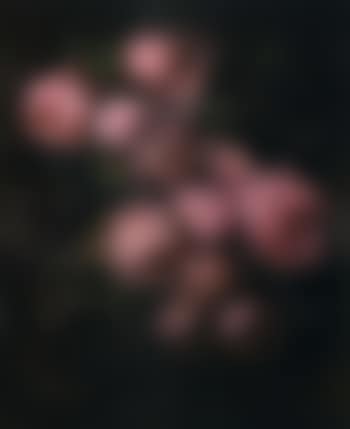 Roses (preview)