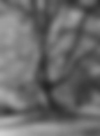 Beech tree (preview)
