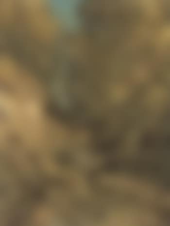 Sunny wooded landscape (preview)