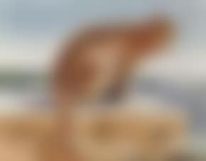 Cat (preview)