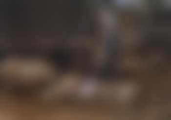 Pigs in a farmyard (preview)