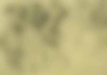 Study for "Die Gaben der Erde" (preview)