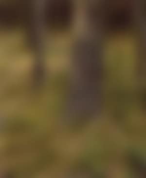 Tree trunks and sunlit ground of forest (preview)