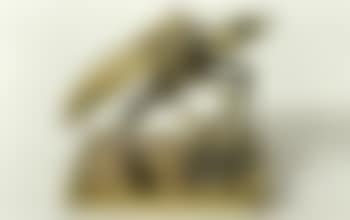Animal (preview)