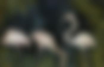 Three flamingos (preview)