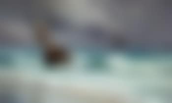 Coastal landscape from Skagen with fishermen coming ashore (preview)