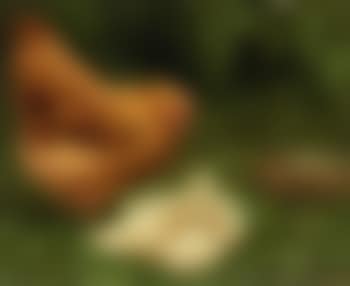 A sad mother - chicken with flock of ducklings (preview)