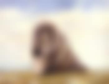 Shell in the form of an ear (preview)