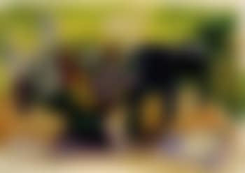 Still life with elephant (preview)